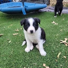 Flint - Black and white male Border Collie puppy in Morgan, Texas from Shooting Star Ranch