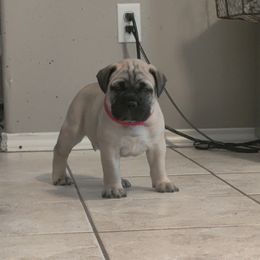 Bullmastiff Puppies from Ironward Bullmastiffs