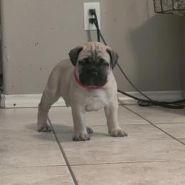 Bullmastiff Puppies from Ironward Bullmastiffs