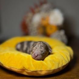 Girl 1 - Chocolate female Goldendoodle puppy in Miami, Florida from Milk Drunk Doodles And Poodles