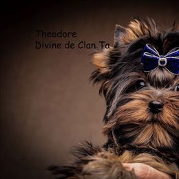 Puttie - Yorkshire Terrier