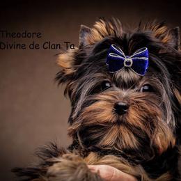 Puttie - Yorkshire Terrier