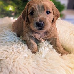 Goldendoodle Puppies from Park City Goldendoodles