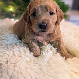 Goldendoodle Puppies from Park City Goldendoodles