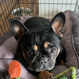 Delilah - French Bulldog