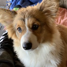 American Corgis, Cardigan Welsh Corgis, Dachshunds, and Pembroke Welsh Corgis from Dream Giver Corgis