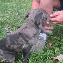 Boy 3 - Merle male Great Dane puppy in Camby, Indiana from Heather's Noble Saints