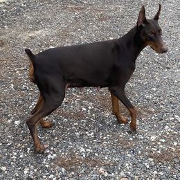 Lucia - Doberman Pinscher
