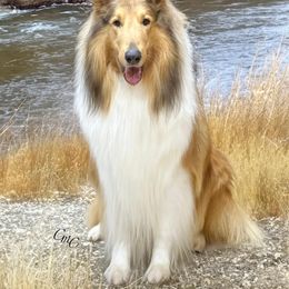 Collie and Shetland Sheepdog All Grown Up from Dueling Pine Ranch