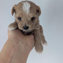 Mocha - Cream female Maltipoo puppy in Fife, Washington from Joyful Pups