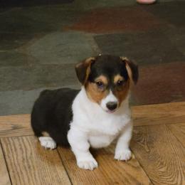 Ulysses - Pembroke Welsh Corgi puppy from Dunnideer Farm