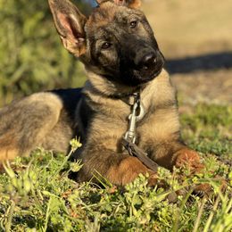 Dachshund and German Shepherd Puppies from Zwinger vom Donau-Ries