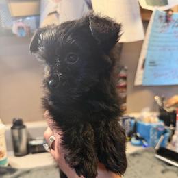 Gomer - Black male Morkie puppy in Florence, Kentucky from 4paws4ever by Design