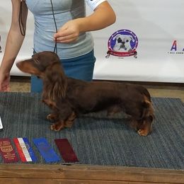Jango - Dachshund