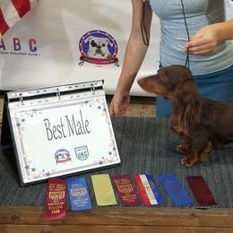 Jango - Dachshund