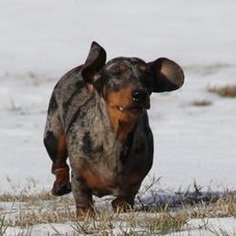 Dachshunds from Tri-Mi Dachshunds