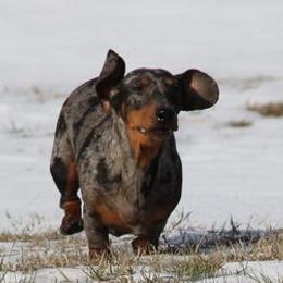 Dachshunds from Tri-Mi Dachshunds