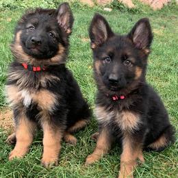 German Shepherds from Von Muller Shepherds
