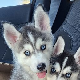 Pomsky Puppies from Peoria Pomskies