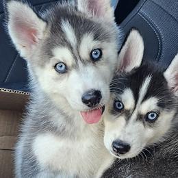 Pomsky Puppies from Peoria Pomskies