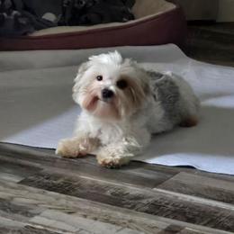 Tallulah - Yorkshire Terrier