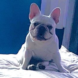 TayTay - French Bulldog