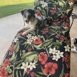 Toy Australian Shepherd Puppies from Diamond Bar N Ranch