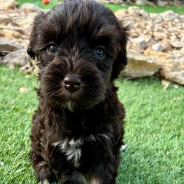 Arlo - Liver male Miniature Schnauzer puppy in Canyon Lake, Texas from Chambers Schnauzers