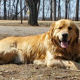 Tramper - Golden Retriever
