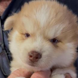 Mustang - Wolf sable male Pomsky puppy in Spring Hill, Florida from PDQ Pomskies