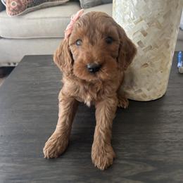 Erika - Red  female Goldendoodle puppy in Mint Hill, North Carolina from DoodleForever