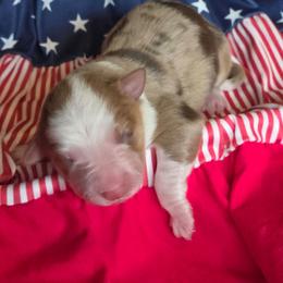Honor - Red merle female Border Collie puppy in Watsontown, Pennsylvania from Kate Gresham
