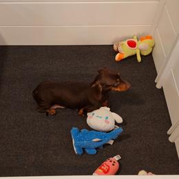 Garry - Dachshund