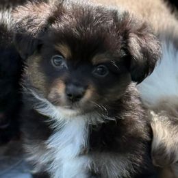 Tiny - Black tri male Toy Australian Shepherd puppy in Arrington, Tennessee from Tumblin T Aussies and Aussiedoodles