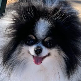 Misha - Pomeranian