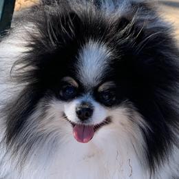 Misha - Pomeranian