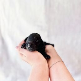 Boy 6 - Black male Labradoodle puppy in Kingman, Arizona from The Dood Ranch