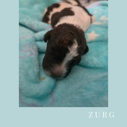 Boy 2 - male Lagotto Romagnolo puppy in Salida, California from Harper's Lagotti