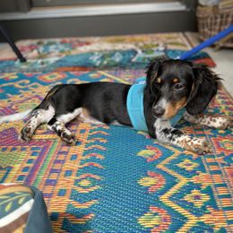 Dachshund Puppies from Shawnee Tribe Dachshunds