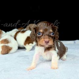 Morgan - Piebald female Dachshund puppy in Quitman, Mississippi from S-and-A Kennels