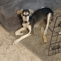 Sierra - Black and silver female Saluki puppy in Grass Valley, California from Sahar Paz Salukis