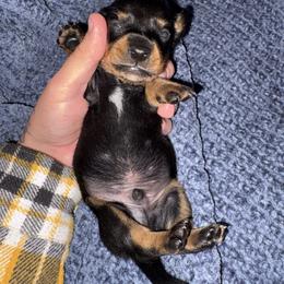 Zack - Black and tan male Dachshund puppy in Gulfport, Mississippi from Candy & Caits Farmstead Mini Doxies