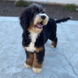 Birdie - Bernedoodle