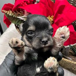 Rhapsody - Black and silver female Miniature Schnauzer puppy in Menifee, California from Moonshine’s Minis