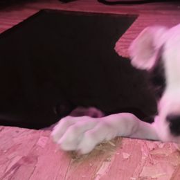 Captain Jack. - White male Boxer puppy in Minnesota from Timmies Boxers