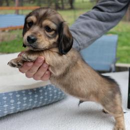 Rolo (light blue collar) - Cream male Dachshund puppy in Prospect, Oregon from Spunky Sausage Pups