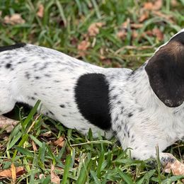 Dachshunds, French Bulldogs, Miniature Schnauzers, and Shih Tzus from 4J's Cajun Kennels