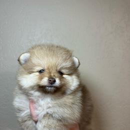 Maylee - Chocolate sable female Pomeranian puppy in Phoenix, Arizona from Luxpomz