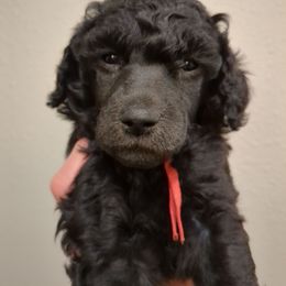 Acacia (girl) - red collar - Blue female Poodle puppy in Tullahoma, Tennessee from Peaceful Valley Poodles