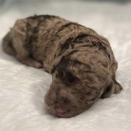 Aussiedoodles, Bernedoodles, and Poodles from Magnolia Grove Doodles